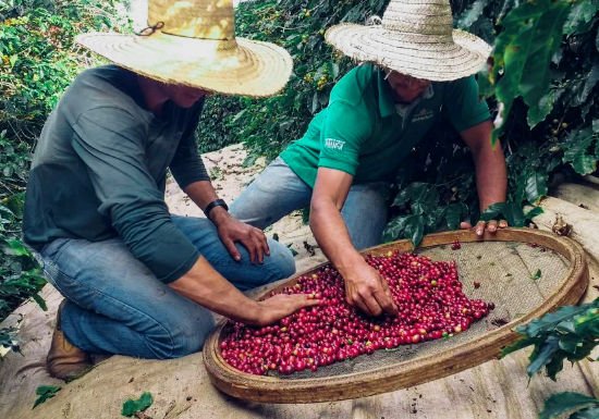 Biji Kopi